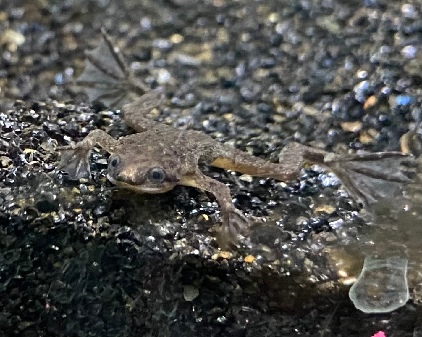 Front view of an African Dwarf Frog.
