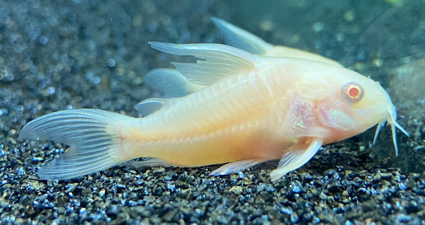 Albino Corydora