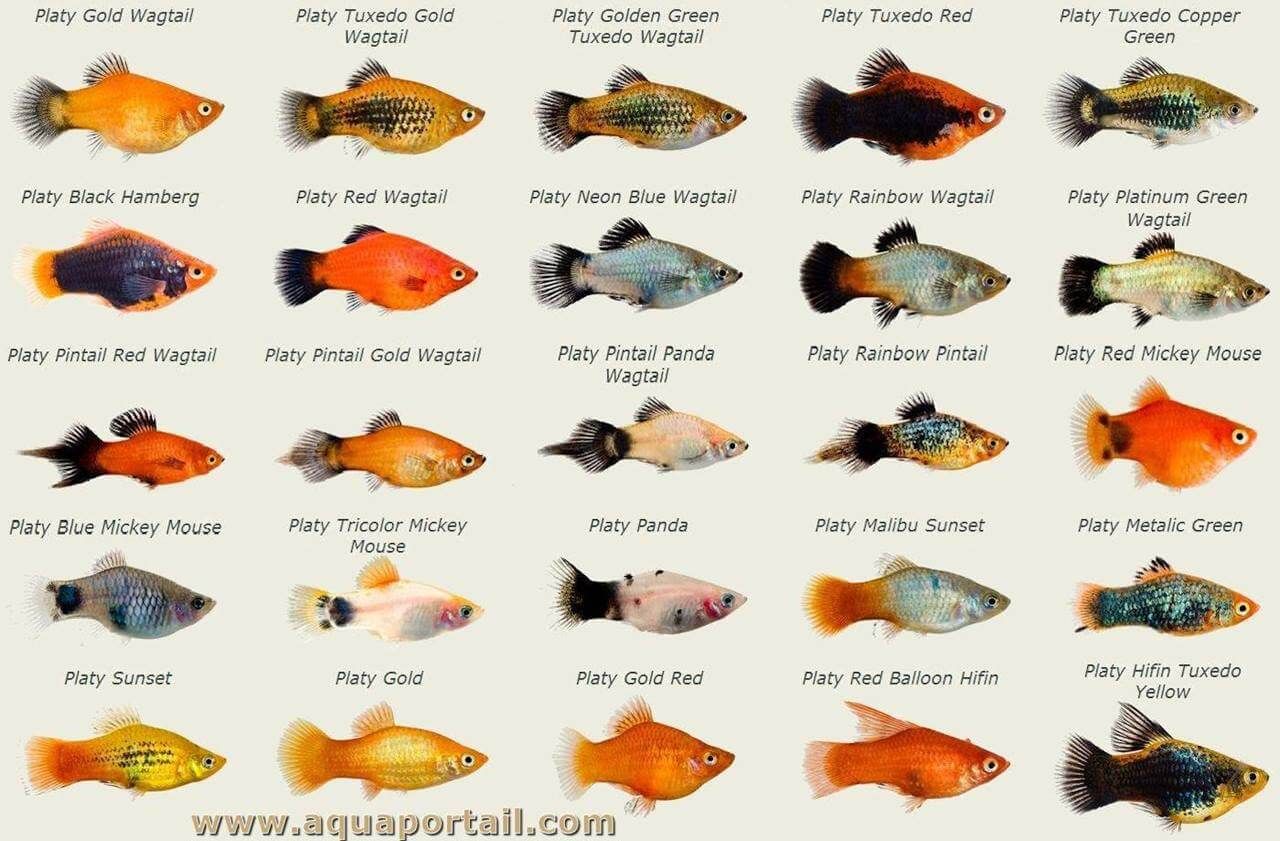 A graphic from Aquaportail showcasing different breeds of platy.
