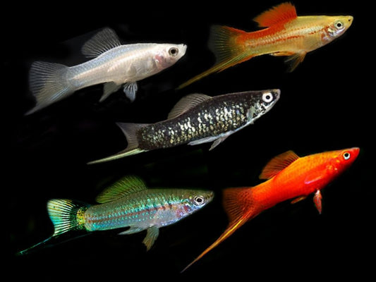 Assorted Swordtails