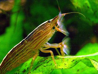 Bamboo Shrimp