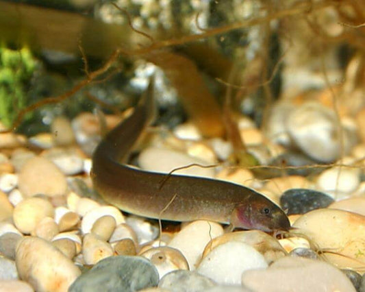 Black Kuhli Loach