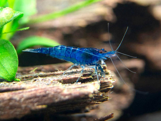 Blue Diamond Shrimp