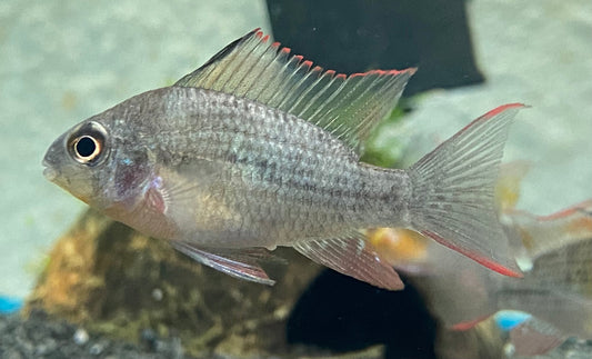 Bolivian Ram