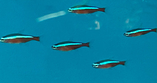 A group of Cardinal tetra.