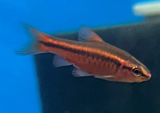 A juvenile male Cherry barb.