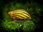 Zebra Nerite Snail