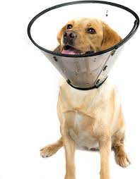 Smart Collar - Recovery Cone Size 5