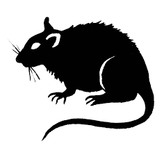 Frozen Feeder Rats