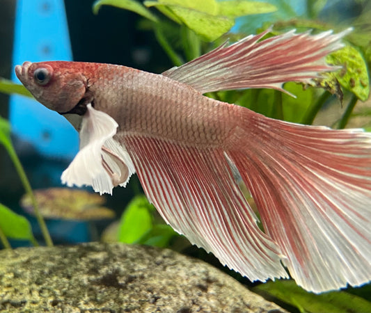 A Halfmoon Dumbo betta facing left. He is primarily dusty-rose, and the ends of his fins are white.