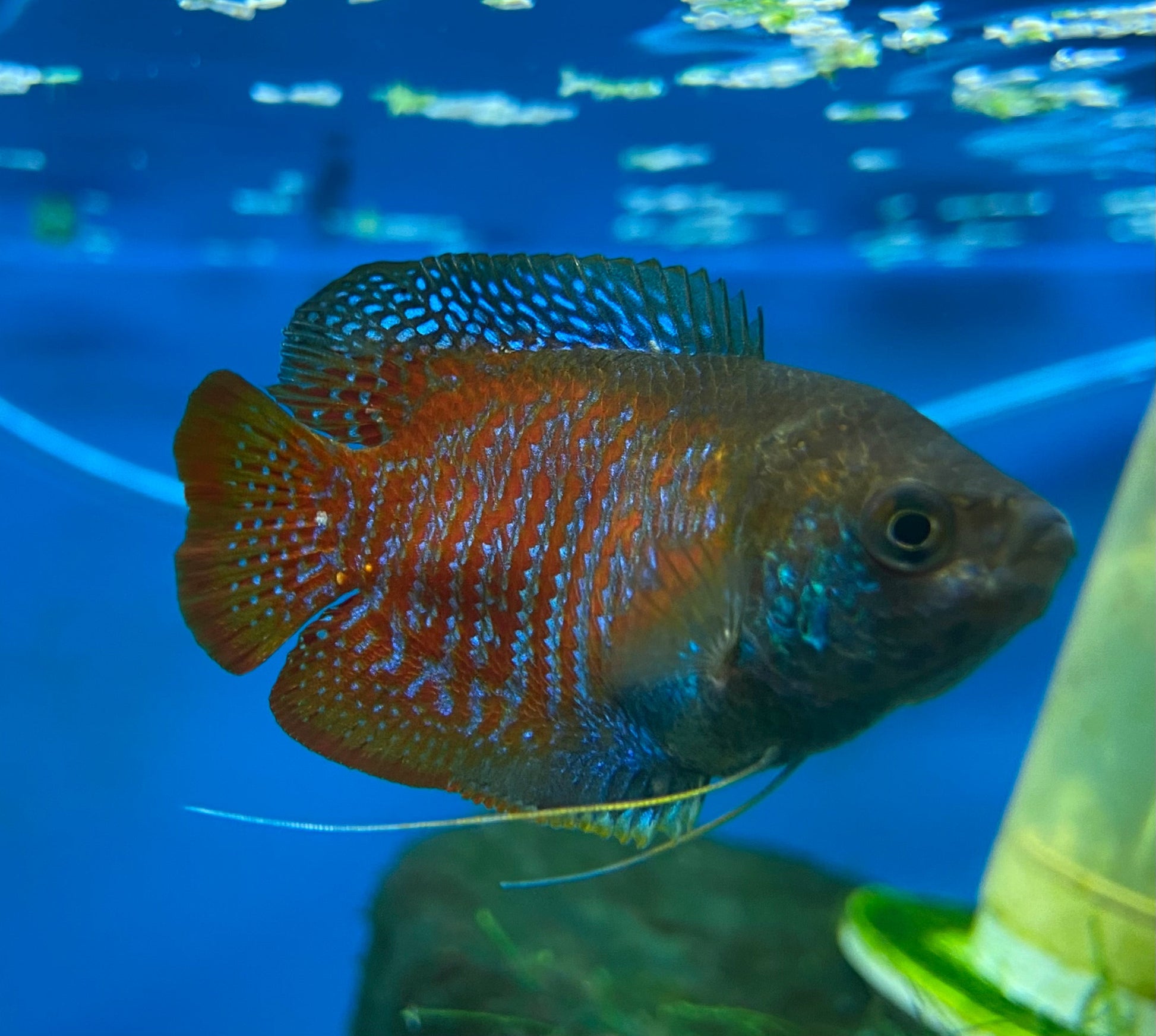 A male dwarf gourami facing the right.