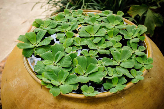 Pistils stratiotes (water lettuce)