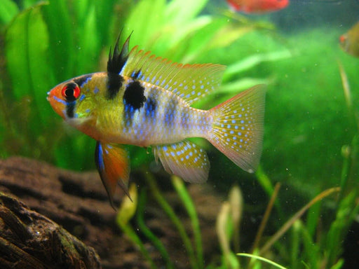 German Blue Ram
