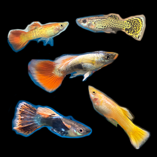 Assorted Fancy Guppy