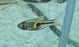 Hengeli Rasbora