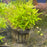 Pogostemon helferi 'Large' (LOCAL)