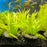 Helanthium (LOCAL)