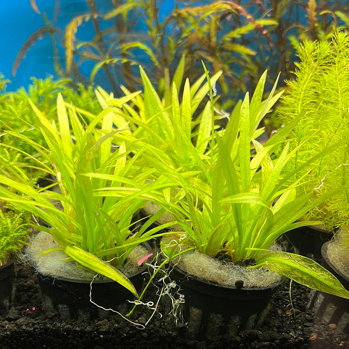 Helanthium (LOCAL)