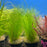 Eleocharis "Hairgrass" (LOCAL)
