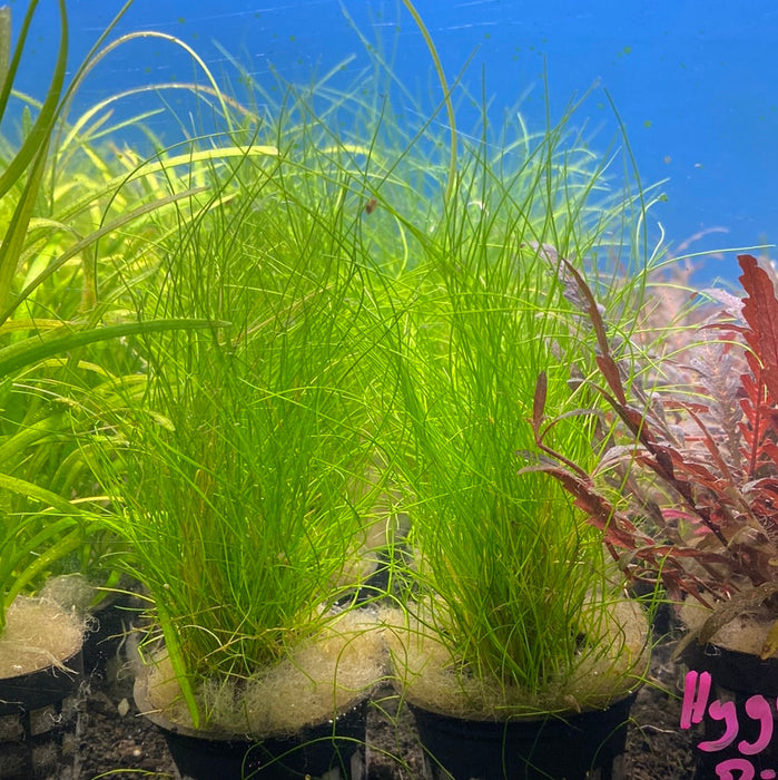 Eleocharis "Hairgrass" (LOCAL)