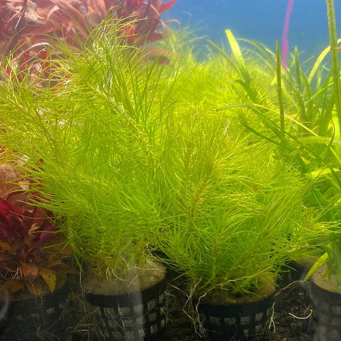 Pogostemon erectus (LOCAL)