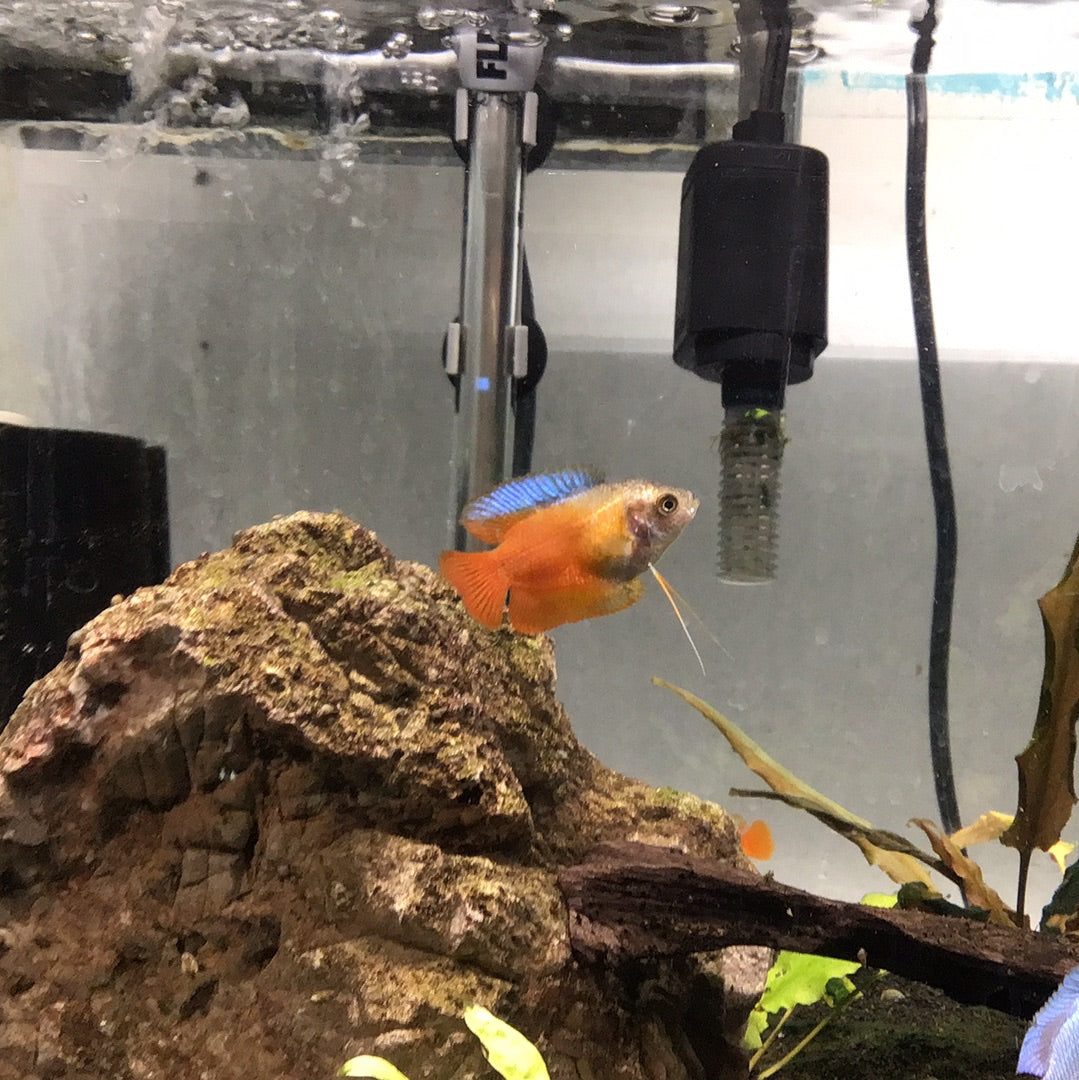 Dwarf Red Fire Gourami