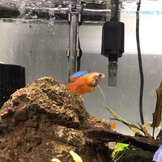 Dwarf Red Fire Gourami