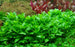 Staurogyne repens (LOCAL)