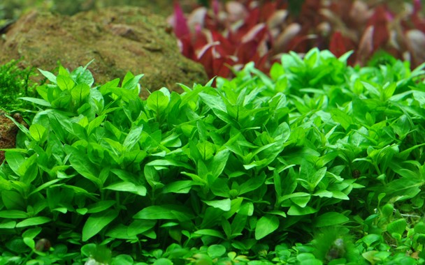 Staurogyne repens (LOCAL)