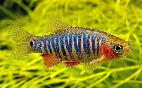 Dwarf Emerald Rasbora