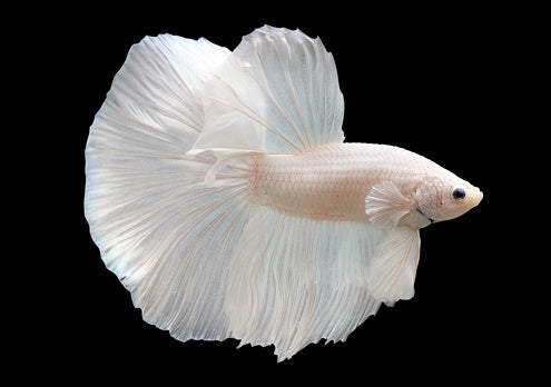 Betta, Platinum - Male