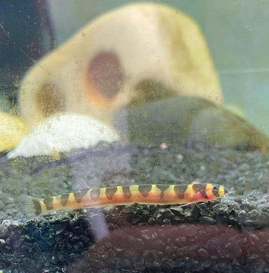 Banded Kuhli Loach (Big)