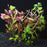 Ludwigia  (LOCAL)