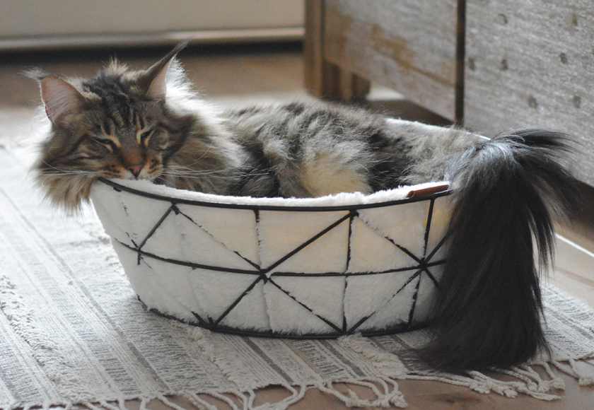 Be One Breed - Metal Wire Basket & Foam Cushion Cat Bed