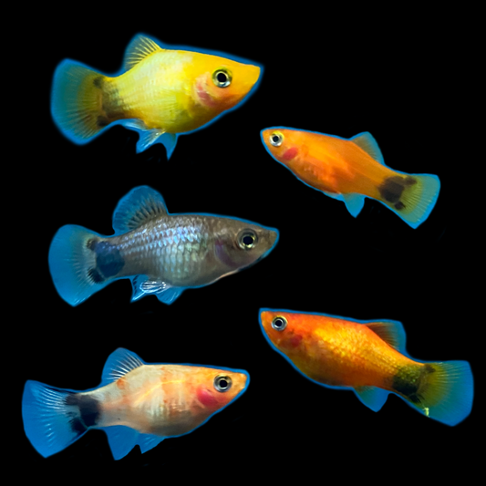 Assorted Mickey Mouse Platy