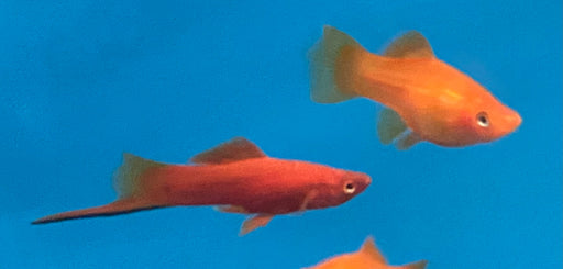 Red  Swordtail