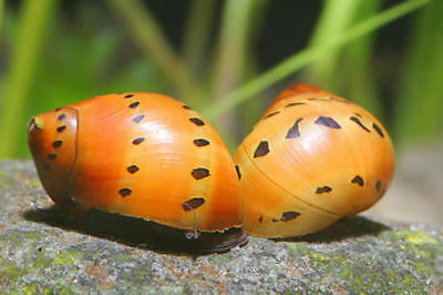 Red Onion Nerite Snail