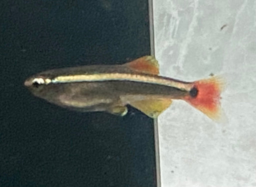 White Cloud Minnow