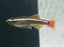 White Cloud Minnow