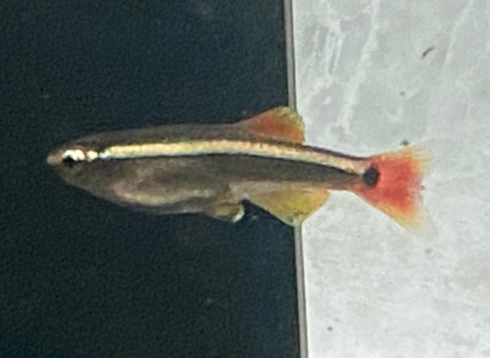 White Cloud Minnow
